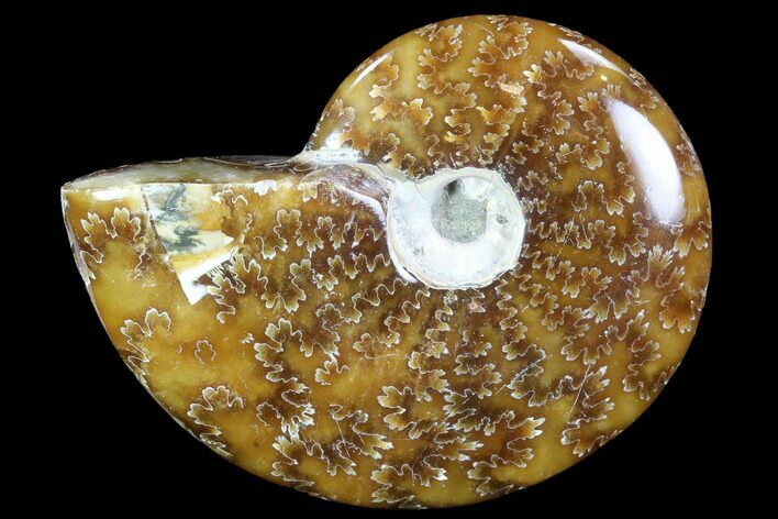 Polished, Agatized Ammonite (Cleoniceras) - Madagascar #88106